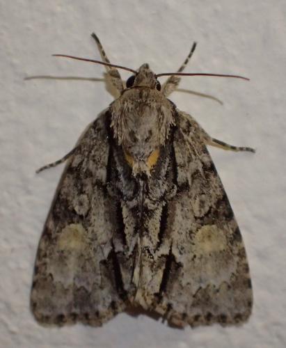 Réf. 355 155 : Acronicta strigosa